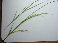 Carex athrostachya