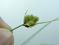 Carex athrostachya
