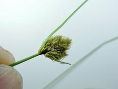Carex athrostachya