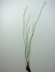 Trichophorum cespitosum