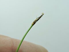 Trichophorum cespitosum