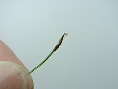 Trichophorum cespitosum