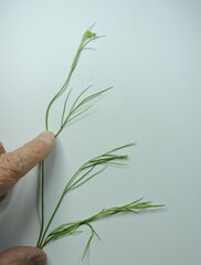 Perideridia gairdneri