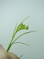 Perideridia gairdneri