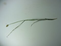 Carex athrostachya