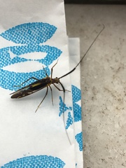 Thyrsophorinae