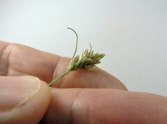 Carex athrostachya