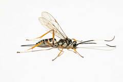Cryptinae