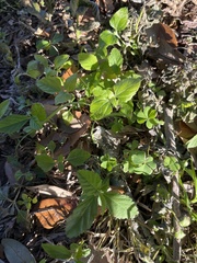 Calyptocarpus vialis