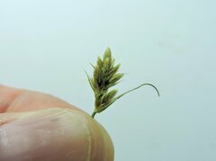 Carex athrostachya