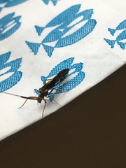 Thyrsophorinae