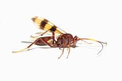 Cryptinae