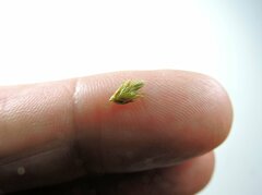 Carex athrostachya