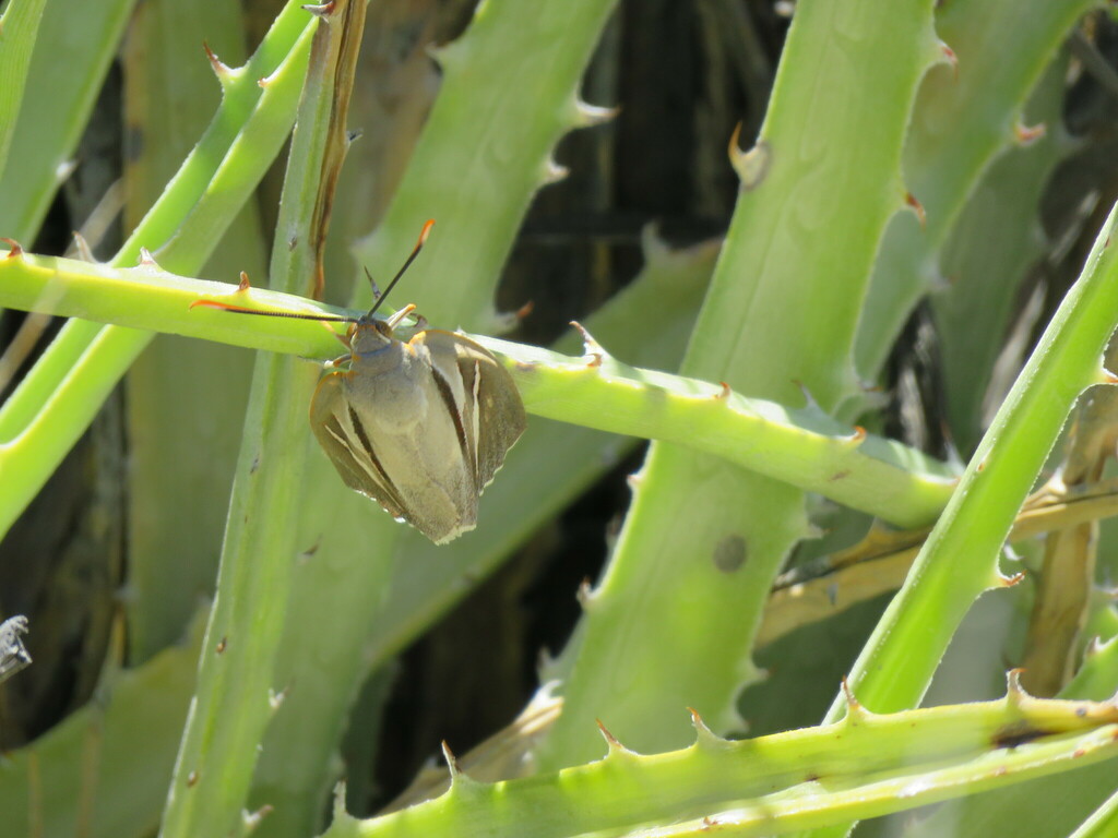Castnia invaria penelope