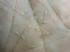 Carex athrostachya