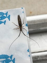 Thyrsophorinae
