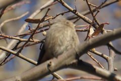 Phoenicurus ochruros