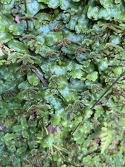 Marchantia chenopoda