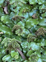 Marchantia chenopoda