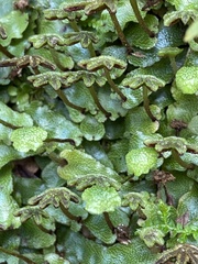 Marchantia chenopoda