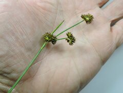 Juncus ensifolius