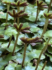 Marchantia chenopoda