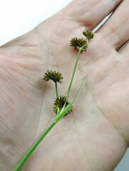 Juncus ensifolius