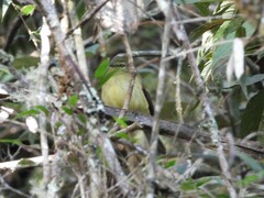 Myiophobus flavicans