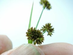 Juncus ensifolius