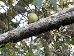 Myiophobus flavicans