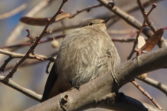 Phoenicurus ochruros