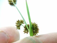 Juncus ensifolius