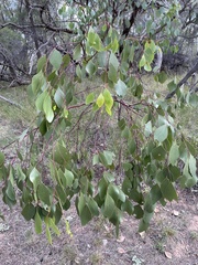 Eucalyptus populnea