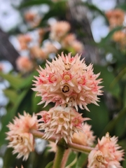 Miconia melastomoides