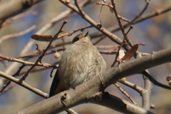 Phoenicurus ochruros