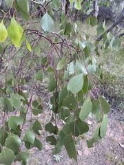 Eucalyptus populnea