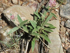 Gomphrena hankeana