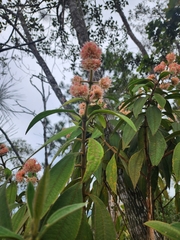 Miconia melastomoides