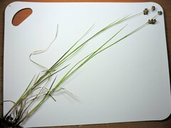 Juncus longistylis