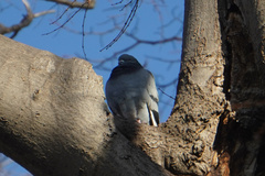 Columba livia domestica
