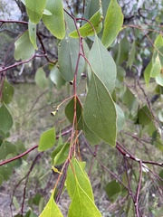 Eucalyptus populnea