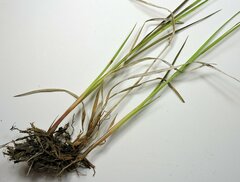 Juncus longistylis