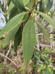 Miconia melastomoides