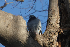 Columba livia domestica