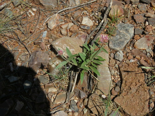 Gomphrena haenkeana (Gomphrena haenkeana)
