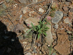 Gomphrena hankeana