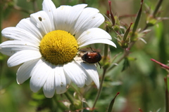 Phyllopertha horticola