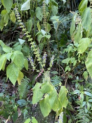 Coleus scutellarioides