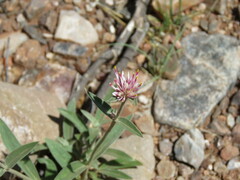 Gomphrena hankeana