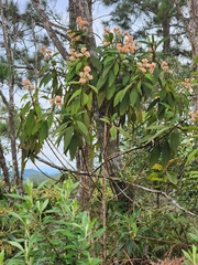 Miconia melastomoides